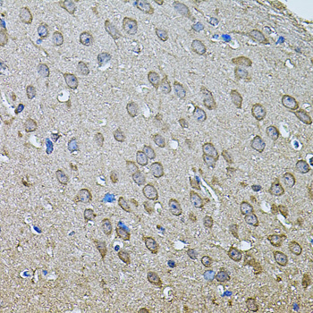 ANXA8L1 Antibody - Immunohistochemistry of paraffin-embedded mouse brain tissue.