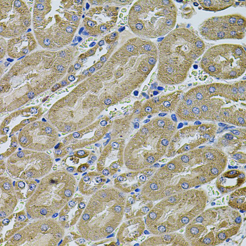 ANXA8L1 Antibody - Immunohistochemistry of paraffin-embedded mouse kidney tissue.