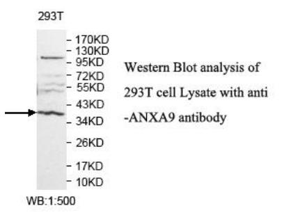 ANXA9 Antibody - Western blot of ANXA9 antibody