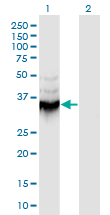 ANXA9 Antibody - Western Blot analysis of ANXA9 expression in transfected 293T cell line by ANXA9 monoclonal antibody (M08), clone 5G3.Lane 1: ANXA9 transfected lysate (Predicted MW: 37.7 KDa).Lane 2: Non-transfected lysate.