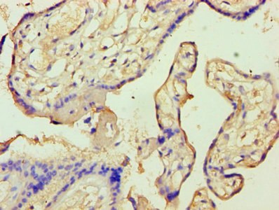 ANXA9 Antibody - Immunohistochemistry of paraffin-embedded human placenta tissue using ANXA9 Antibody at dilution of 1:100