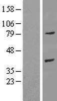 ANXA9 Protein - Western validation with an anti-DDK antibody * L: Control HEK293 lysate R: Over-expression lysate