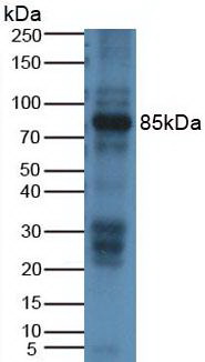 AOC1 Antibody - Western Blot Rat Placenta Tissue Primary Ab: 2µg/mL Rabbit Anti-Rat DAO Ab Second Ab: 1:5000 Dilution of HRP-Linked Rabbit Anti-Mouse IgG Ab
