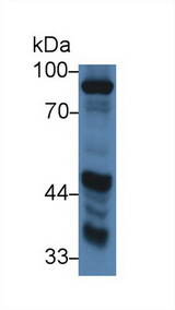 AOC1 Antibody - Western Blot; Sample: Porcine Kidney lysate; Primary Ab: 2µg/ml Rabbit Anti-Porcine DAO Antibody Second Ab: 0.2µg/mL HRP-Linked Caprine Anti-Rabbit IgG Polyclonal Antibody