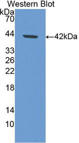 AOC1 Antibody - Western Blot; Sample: Recombinant protein.