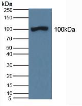 AOC1 Antibody - Western Blot; Sample: Porcine Kidney Tissue.