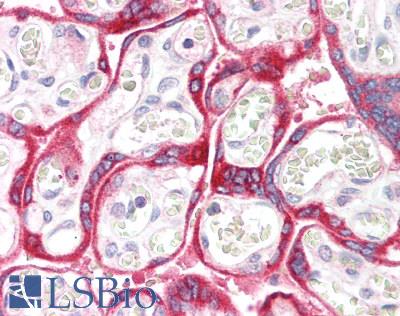 AOC1 Antibody - Human Placenta: Formalin-Fixed, Paraffin-Embedded (FFPE)