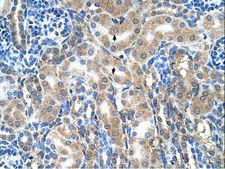AOC1 Antibody - ABP1 antibody ABP1(amiloride binding protein 1 (amine oxidase (copper-containing))) Antibody was used in IHC to stain formalin-fixed, paraffin-embedded human kidney.  This image was taken for the unconjugated form of this product. Other forms have not been tested.