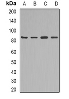 AOC1 Antibody - Western blot analysis of KAO expression in mouse liver (A); mouse heart (B); rat kidney (C); rat heart (D) whole cell lysates.