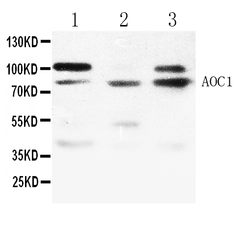 AOC1 Antibody - Western blot - Anti-ABP1 Picoband Antibody