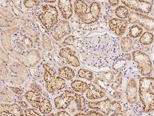 AOPEP / Aminopeptidase O Antibody - Immunochemical staining of human C9orf3 in human kidney with rabbit polyclonal antibody at 1:500 dilution, formalin-fixed paraffin embedded sections.