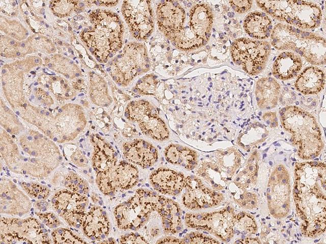 AOPEP / Aminopeptidase O Antibody - Immunochemical staining of human C9orf3 in human kidney with rabbit polyclonal antibody at 1:500 dilution, formalin-fixed paraffin embedded sections.