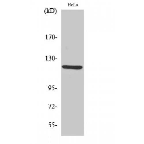 AOX1 / Aldehyde Oxidase Antibody - Western blot of AOX1 antibody