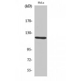 AOX1 / Aldehyde Oxidase Antibody - Western blot of AOX1 antibody