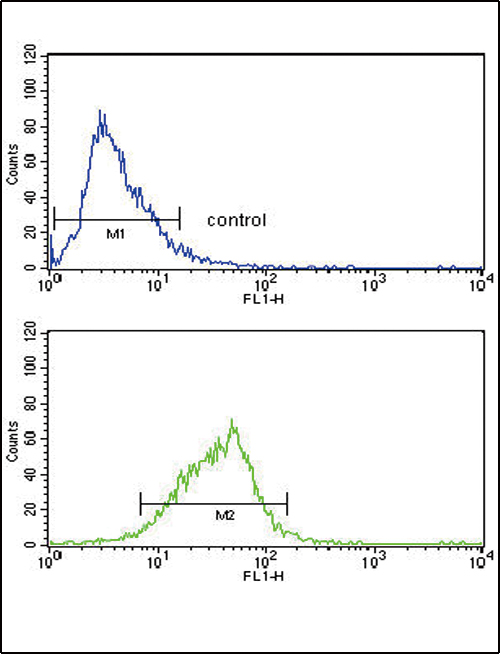 AOX1 / Aldehyde Oxidase Antibody - AOX1 Antibody flow cytometry of HepG2 cells (bottom histogram) compared to a negative control cell (top histogram). FITC-conjugated goat-anti-rabbit secondary antibodies were used for the analysis.