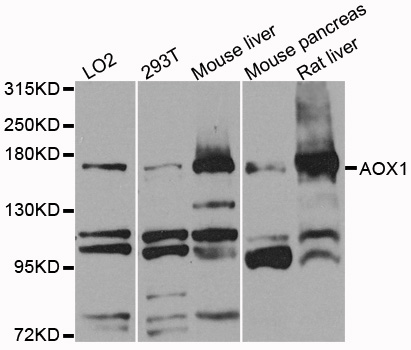 AOX1 / Aldehyde Oxidase Antibody - Western blot analysis of extracts of various cells.