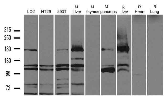 AOX1 / Aldehyde Oxidase Antibody - Western blot analysis of extracts. (35ug) from different cell lines or tissues by using anti-AOX1 rabbit polyclonal antibody .