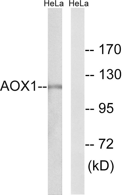 AOX1 / Aldehyde Oxidase Antibody - Western blot analysis of extracts from HeLa cells, using AOX1 antibody.