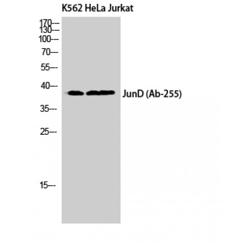 AP-1 / JUND Antibody - Western blot of Jun D antibody