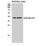 AP-1 / JUND Antibody - Western blot of Jun D antibody