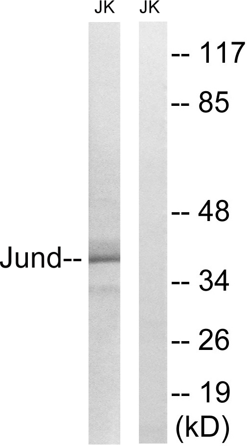 AP-1 / JUND Antibody - Western blot analysis of lysates from Jurkat cells, using JunD Antibody. The lane on the right is blocked with the synthesized peptide.