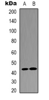 AP-1 / JUND Antibody - Western blot analysis of JUND expression in A549 (A); Jurkat (B) whole cell lysates.