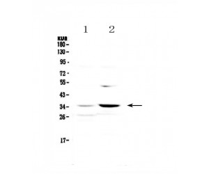AP-1 / JUND Antibody - Western blot analysis of JunD using anti-JunD antibody