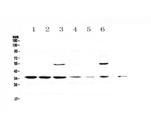 AP-1 / JUND Antibody - Western blot analysis of JunD using anti-JunD antibody