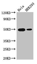 AP-1 / JUND Antibody - Positive Western Blot detected in Hela whole cell lysate, HEK293 whole cell lysate. All lanes: JUND antibody at 3 µg/ml Secondary Goat polyclonal to rabbit IgG at 1/50000 dilution. Predicted band size: 36 KDa. Observed band size: 50 KDa