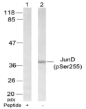 AP-1 / JUND Antibody - Detection of JunD (phospho-Ser255) in extracts of 293 cells with antibody pre-incubated with blocking peptide (+) or without blocking peptide (-).