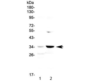 AP-1 / JUND Antibody - Western blot testing of human 1) placenta and 2) Jurkat lysate with JUND antibody at 0.5ug/ml. Predicted molecular weight: ~39 kDa (JUND-L), 34 kDa (JUND-S). (1)