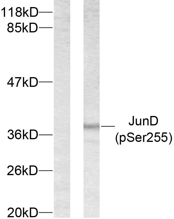 AP-1 / JUND Antibody - Western blot analysis of lysates from 293 cells treated with Forskolin, using JunD (Phospho-Ser255) Antibody. The lane on the left is blocked with the phospho peptide.