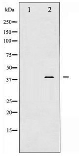 AP-1 / JUND Antibody - Western blot of JunD phosphorylation expression in 293 whole cell lysates,The lane on the left is treated with the antigen-specific peptide.
