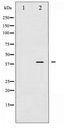 AP-1 / JUND Antibody - Western blot of JunD phosphorylation expression in 293 whole cell lysates,The lane on the left is treated with the antigen-specific peptide.