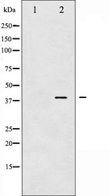 AP-1 / JUND Antibody - Western blot analysis of JunD phosphorylation expression in 293 whole cells lysates. The lane on the left is treated with the antigen-specific peptide.