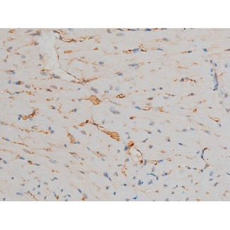 AP-1 / JUND Antibody - 1:200 staining mouse heart tissue by IHC-P. The tissue was formaldehyde fixed and a heat mediated antigen retrieval step in citrate buffer was performed. The tissue was then blocked and incubated with the antibody for 1.5 hours at 22°C. An HRP conjugated goat anti-rabbit antibody was used as the secondary.