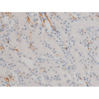 AP-1 / JUND Antibody - 1:200 staining rat kidney tissue by IHC-P. The tissue was formaldehyde fixed and a heat mediated antigen retrieval step in citrate buffer was performed. The tissue was then blocked and incubated with the antibody for 1.5 hours at 22°C. An HRP conjugated goat anti-rabbit antibody was used as the secondary.