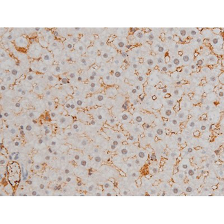 AP-1 / JUND Antibody - 1:200 staining rat liver tissue by IHC-P. The tissue was formaldehyde fixed and a heat mediated antigen retrieval step in citrate buffer was performed. The tissue was then blocked and incubated with the antibody for 1.5 hours at 22°C. An HRP conjugated goat anti-rabbit antibody was used as the secondary.