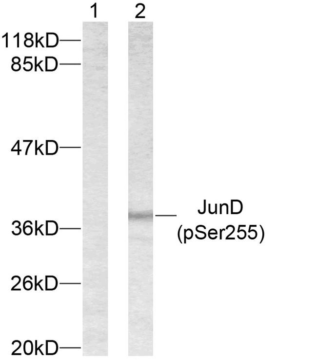 AP-1 / JUND Antibody - Western blot analysis of extracts from 293 cells using JunD (phospho-Ser255) antibody.