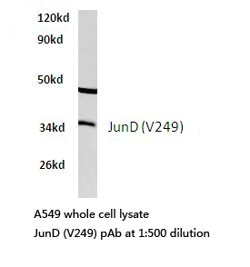 AP-1 / JUND Antibody - Western blot of JunD (V249) pAb in extracts from A549 cells.