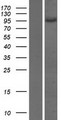 AP1B1 / BAM22 Protein - Western validation with an anti-DDK antibody * L: Control HEK293 lysate R: Over-expression lysate