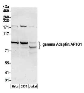 AP1G1 / Adaptin Gamma 1 Antibody - Detection of human gamma Adaptin/AP1G1 by western blot. Samples: Whole cell lysate (50 µg) from HeLa, HEK293T, and Jurkat cells prepared using NETN lysis buffer. Antibody: Affinity purified rabbit anti-gamma Adaptin/AP1G1 antibody used for WB at 0.1 µg/ml. Detection: Chemiluminescence with an exposure time of 10 seconds.