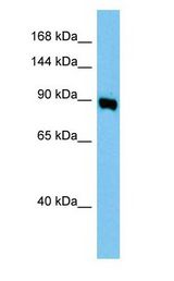 AP1G1 / Adaptin Gamma 1 Antibody - AP1G1 / Gamma Adaptin antibody Western Blot of Mouse Lung.  This image was taken for the unconjugated form of this product. Other forms have not been tested.