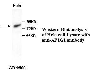 AP1G1 / Adaptin Gamma 1 Antibody