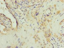 AP1M1 Antibody - Immunohistochemistry of paraffin-embedded human placenta tissue at dilution of 1:100