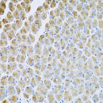 AP1M2 Antibody - Immunohistochemistry of paraffin-embedded mouse stomach tissue.