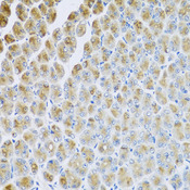 AP1M2 Antibody - Immunohistochemistry of paraffin-embedded mouse stomach tissue.