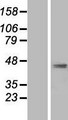 AP1M2 Protein - Western validation with an anti-DDK antibody * L: Control HEK293 lysate R: Over-expression lysate