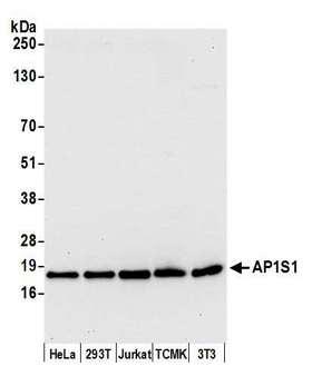 AP1S1 Antibody - Detection of human and mouse AP1S1 by western blot. Samples: Whole cell lysate (15 µg) from HeLa, HEK293T, Jurkat, mouse TCMK-1, and mouse NIH 3T3 cells prepared using NETN lysis buffer. Antibody: Affinity purified rabbit anti-AP1S1 antibody used for WB at 0.1 µg/ml. Detection: Chemiluminescence with an exposure time of 10 seconds.