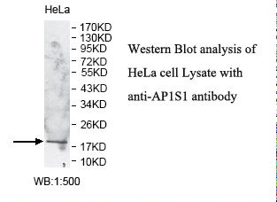 AP1S1 Antibody